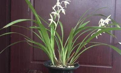 The blooming and wilting cycle of orchids (exploring the规律 of how long orchids bloom before wilting, and how long they remain in bloom)