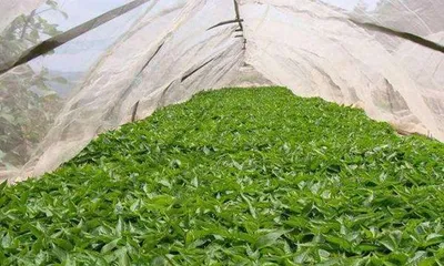 How to save frozen chili seedlings? (Teach you a few tricks to bring chili seedlings back to life)