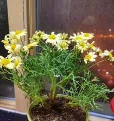 What type of pot is most suitable for marigolds? (Understand the characteristics and needs of marigolds to choose the right pot for them.)