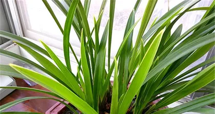 Should orchids be watered thoroughly? (How much water is appropriate?)
