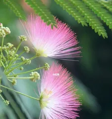 The fragrance and characteristics of the silk tree (a captivating feast of floral scents)