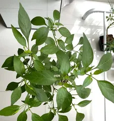 The Growth Process of Chili Peppers (Analysis of Flowering, Fruiting, and Maturity Time)