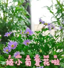 Sunlight Phobia of Chrysanthemum: Exploring Why Chrysanthemum Is Afraid of the Sun and How to Effectively Prevent Sunburn