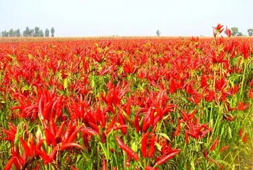 Months suitable for planting chili peppers (understanding the characteristics of chili pepper planting to assist in a bountiful harvest)