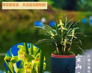 Is it better to grow orchids indoors or outdoors? (Choosing the right environment for orchid growth)