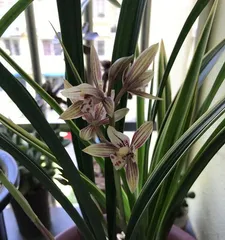 Understanding Orchid Blooming Time and Cultivation Methods (Exploring Orchid Blooming Time and Cycle) 3