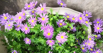 Cultivation methods and precautions for Marigolds (Creating a fresh garden oasis, comprehensive guide to growing Marigolds)