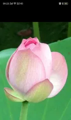 The blooming season of lotus flowers and their symbolic meanings (Exploring the mysterious flower language of lotus flowers)