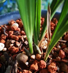 The repotting time and method of orchids (the growth cycle and precautions of orchids)