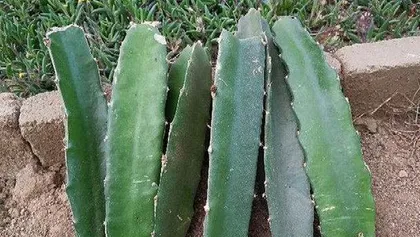 The time and method of cutting pitaya (Master the correct cutting time and method to make your pitaya grow healthier)