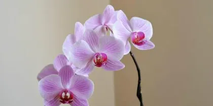 The Feng Shui Symbolism and Meaning of Orchids (Interpreting the Auspicious Origin of Orchids)