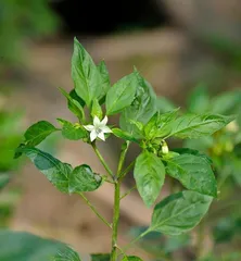 Discover the Growth Cycle and Speed of Chili Peppers (From Planting to Harvest, Understanding the Life Journey of Chili Peppers)