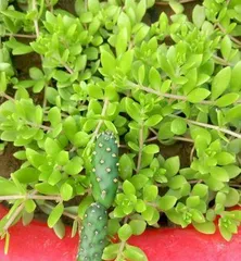 The Propagation and Care of Mammillaria Hahniana (Exploring the Methods and Precautions of Propagating Mammillaria Hahniana)