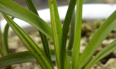 The Wonderful Beauty of Orchid Leaves: An Analysis of Their Shape and Characteristics