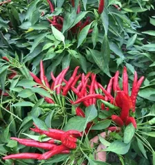The growth habits and characteristics of chili peppers, as well as the environmental conditions for their growth (vibrant vitality, strong adaptability—exploring the growth features and environmental requirements of chili peppers)