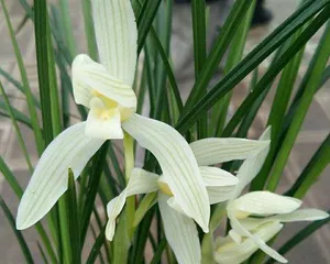 Orchid Cultivation Methods and Precautions (Creating Beautiful Orchids, Starting with Cultivation)