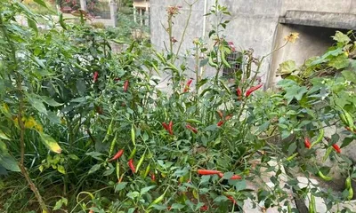 The growth environment and conditions for growing chili peppers (the environmental elements and cultivation techniques required by chili peppers)