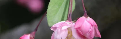 Methods and Techniques for Growing Pagoda Trees at Home (Transform Your Courtyard into a Beautiful Garden of Pagoda Tree Blossoms)