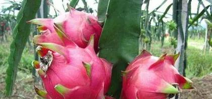 Choosing dragon fruit, what you need to know about variety selection (exploring the differences between red and white heart dragon fruit, selection tips and variety recommendations)