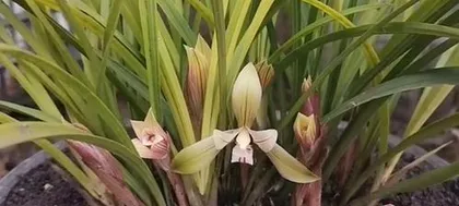 Orchid Flowering Techniques (Artificial Flower Induction Methods and Key Points)