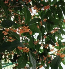You can also grow osmanthus at home, creating a heartfelt private courtyard (teaching you how to grow osmanthus at home to fill life with fragrance)