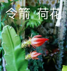 Detailed Explanation of the Flowering Time and Growth Characteristics of Lotus Orchid (Including its blooming season, growth environment, flowering period, and variety classification)
