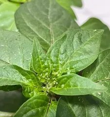 The Efficacy and Usage Methods of Chili as a Medicine (What Medication is Good? Exploring the Medicinal Value of Chili)