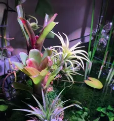 Bromeliad potting and care methods (potting time, light, water and fertilizer management)