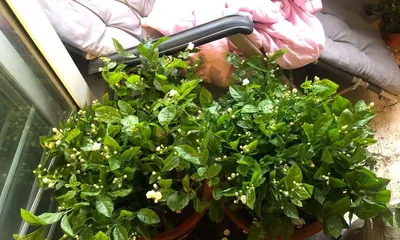 Exploration of the Feasibility of Using Cold Boiled Water to Water Plants (Does using cold boiled water to water plants have health benefits?)
