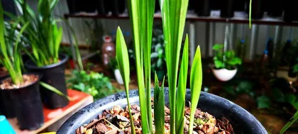 Analysis of Watering Frequency for Orchids (Mastering the Appropriate Watering Intervals to Create a Healthy Growing Environment for Orchids)