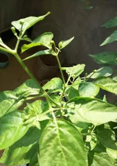 What to do if chili peppers don't bear fruit (solutions to the problem of chili peppers not fruiting)