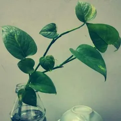 Can leftover milk actually water pothos?! (Scientifically proven! The truth about pothos loving milk)