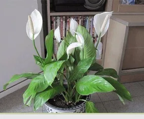 The Magical Effects of Lotus on Air Purification (Exploring the Lotus's Adsorption Effect on Formaldehyde)