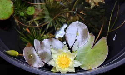 The Feng Shui Effects of Keeping Water Lilies at Home (The Secret to Creating a Family Atmosphere)