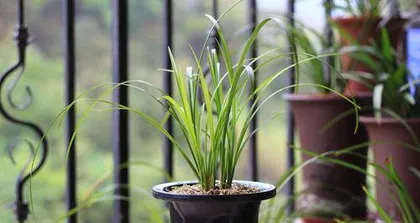 Reasons why orchids don't bloom (Why don't orchids bloom? How to solve it?)
