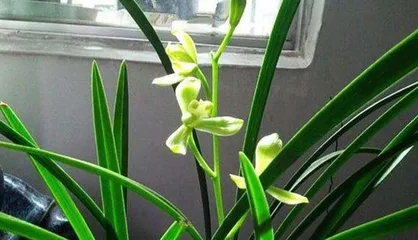 The Reasons Why Orchids Don't Flower (Unveiling the Major Causes and Solutions for Orchid Flowering Issues)