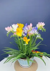 Countdown of Cold-Hardy Flowers (Surviving Winter Frost, These Plants Are Best to Grow!)