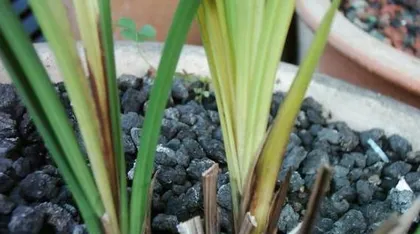 Technical Measures for the Prevention and Control of Pests and Diseases in Orchids (Building Healthy Orchids, Scientific Prevention and Control of Pests and Diseases)