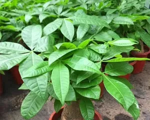 Growing plants in pots, these easy-to-care-for ones are a must-try (Recommended 15 easy-to-care-for potted plants to bring more greenery into your home life)