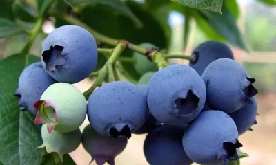 Blueberry Growth Cycle and Care Guide (From Planting to Harvest,) 3