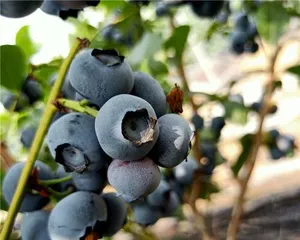 To visit the homeland of domestic blueberries