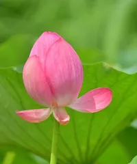 The Beauty of Lotus (Exploring the Form and Features of the Lotus)