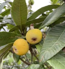 Introduction to the Harvest Time and Ripening Period of Hangzhou Loquats (Understanding the season and quality of Hangzhou loquats to enjoy the freshest taste)