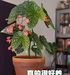 The reasons why hawthorns only grow leaves but do not bloom and their solutions (master these tips to make your hawthorns bloom in a sea of flowers)