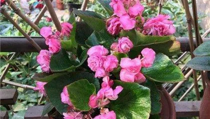 Growing and Caring for Four-Season Begonias (Creating a Beautiful Garden with Continuous Blooming)