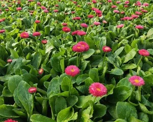 Methods and Tips for Growing Daisies (Growing Daisies at Home to Create a Beautiful Garden)