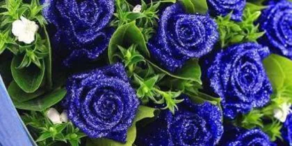 The Language and Symbolism of Blue Roses (Exploring the Mysterious World of Blue Petals)