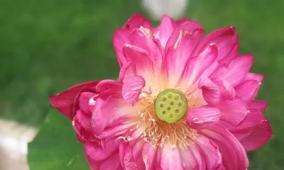 The Symbolic Meaning and Language of the Lotus Flower (Exploring the Spiritual Connotation and Cultural Value of the Lotus Flower)