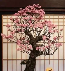 The Feng Shui Benefits of Placing Prunus Spinosa in Your Home (A Must-Have for Welcoming Fortune and Attracting Wealth, The Correct Way to Arrange Prunus Spinosa at Home)