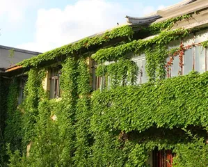 Can climbing vines be grown at home? (Understanding the growth environment and cultivation techniques of climbing vines)